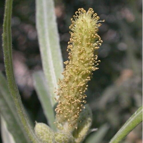 Miniatura 2 de Sandbar Willow Salix Exigua Coyote Willow 10 Esquejes M4