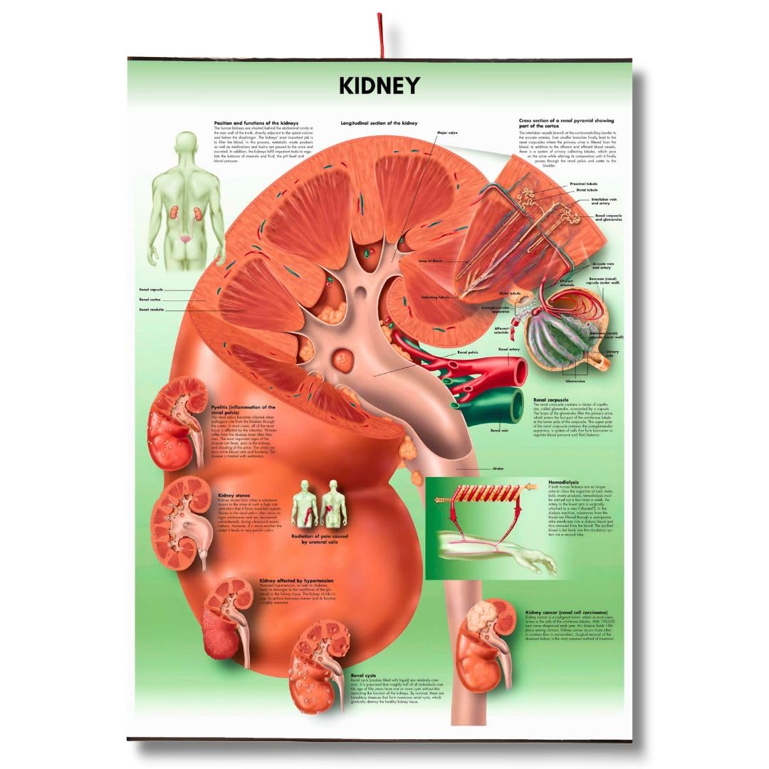 Kidney Chart Anatomy Human Biology poster Medical Student Poster Kidney anatomical poster Dermatomes Vital Organs anatomy wall poster-picture-18