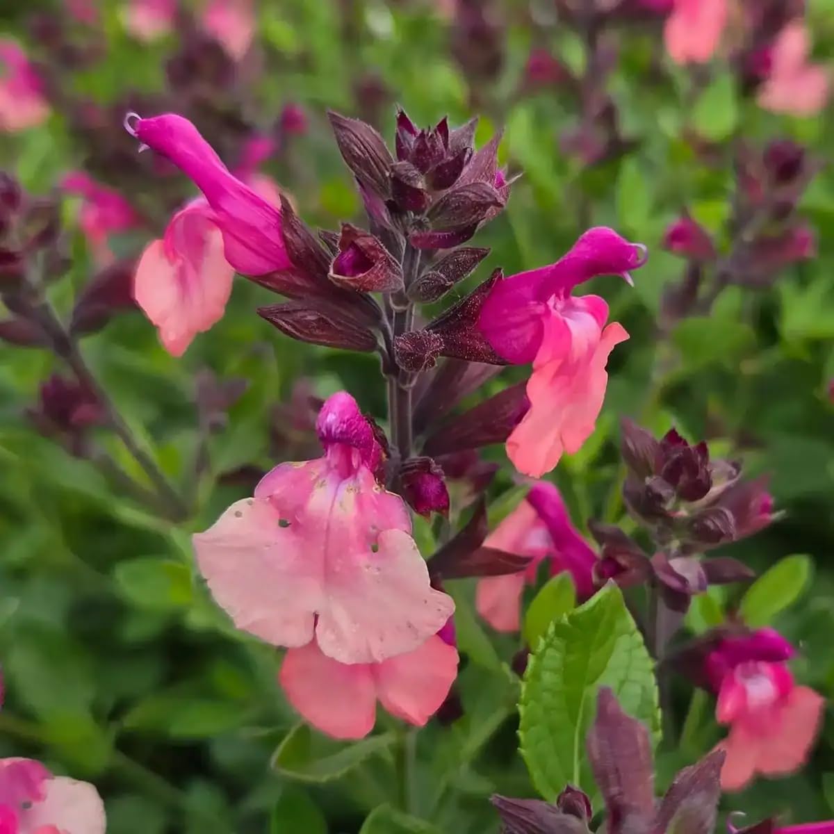 Salvia 'Peach Melba' | RHS Chelsea Plant of the Year Contender 2025 | Ready to Plant Out | Hardy | Flowers from Summer to Autumn Loved by Bees | Middleton Nurseries (P9(9cm))