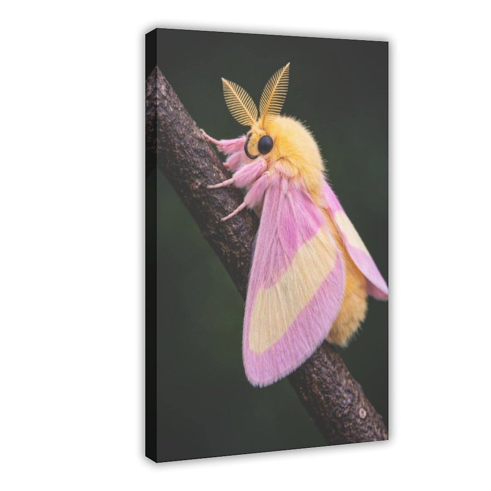 Rosy Maple Moth Cotton Candy Poster Canvas Poster for Office Decor Gift