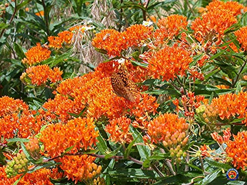 40 Butterfly Milkweed Seeds Asclepias Tuberosa Native Perennial For Monarchs #TOP1