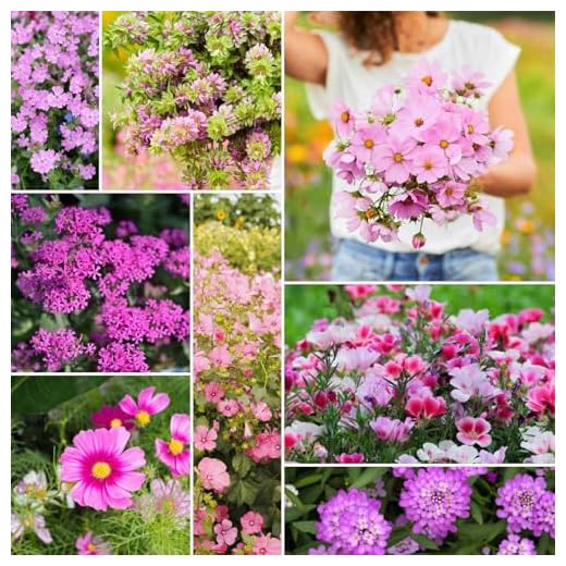 Pretty in Pink Wildflower Seed Mix