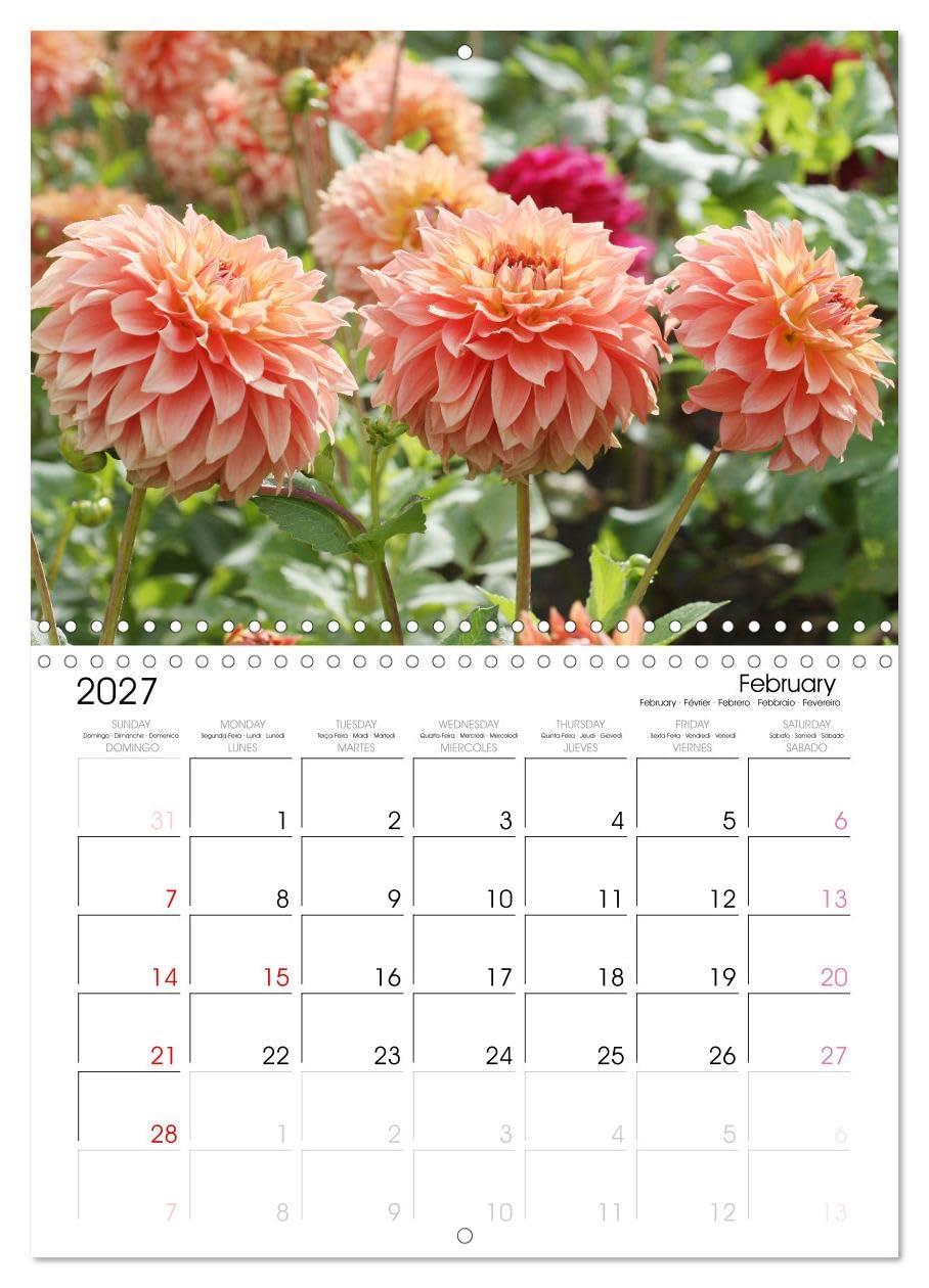Calendar 2027 · Jardin de dahlias