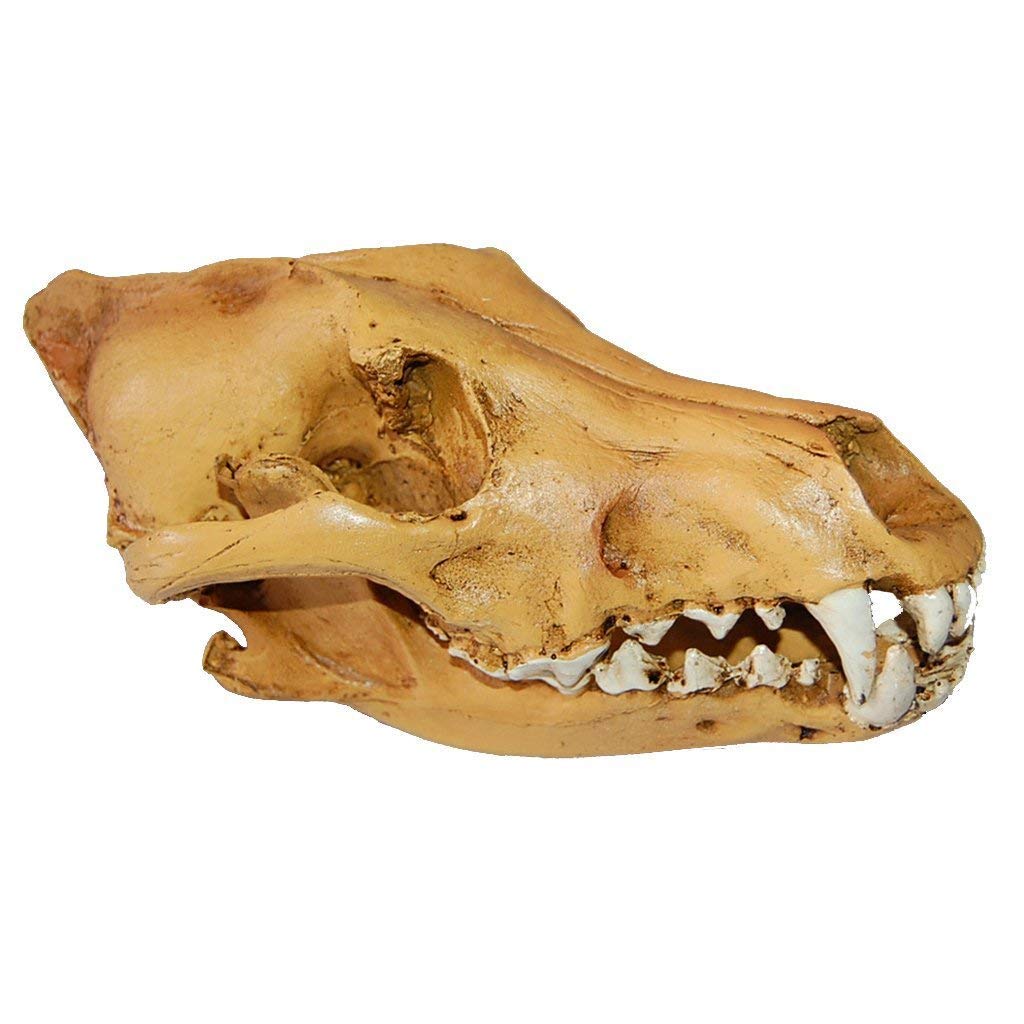 Tubayia Yellow Resin Realistic Replica Wolf Skull Head Model Figurine Collection For Home Bar Decor