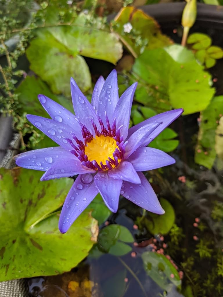 Nymphaea Stellata Bulb Tropical Dwarf Aquarium Lily Stunning Flower, Shrimp Safe (20)