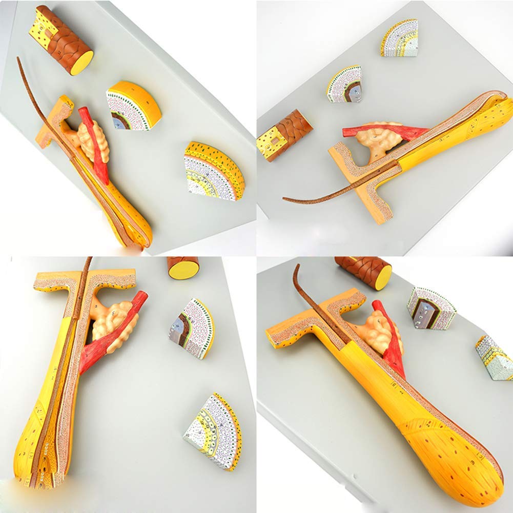 Model Edukacyjny, Model Włosów Na Ciele Człowieka, Model Włosów, Mieszek Włosowy, Model Anatomicznej Struktury Włosów, Używany Do Nauczania, Wyświetlania Rzadkich Produkt