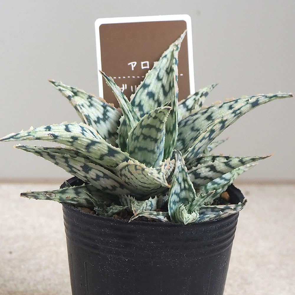 Amazon｜ITANSE アロエ ブリザード 2.5号 2個セット【品種で