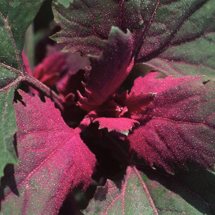 Plant World Seeds - Chenopodium Giganteum Purpureum Seeds (Annual Flower Seeds)