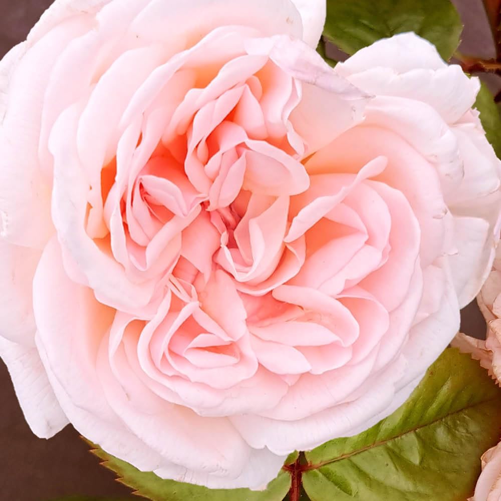 YouGarden Harkness Roses The Elton John AIDS Foundation Rose, 4 Litre Potted Rose, Ready to Plant