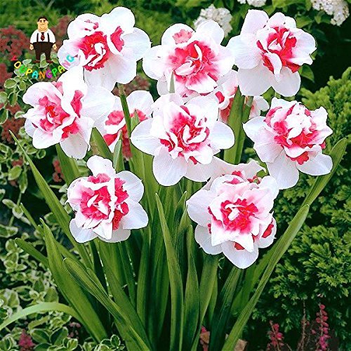 vegherb 100Pcs Fiore Narciso, Narciso Semi (Non Daffodil Bulbi) Semi Bonsai Flower Piante acquatiche Doppie Petali Narcissus Garden Flora Rosso