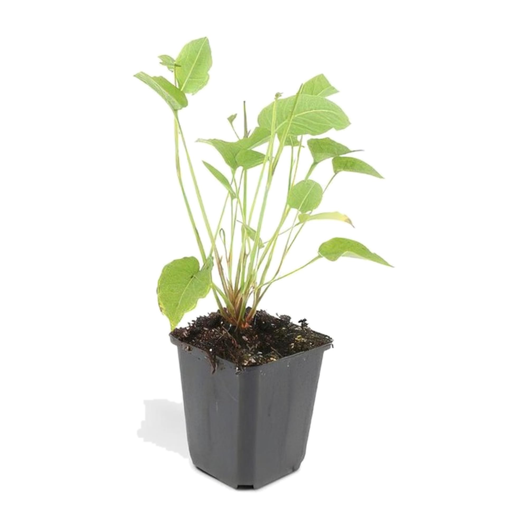 Persicaria Amplexicaulis para Jardín, Flores Rojas, Pack de 12, Maceta 9cm