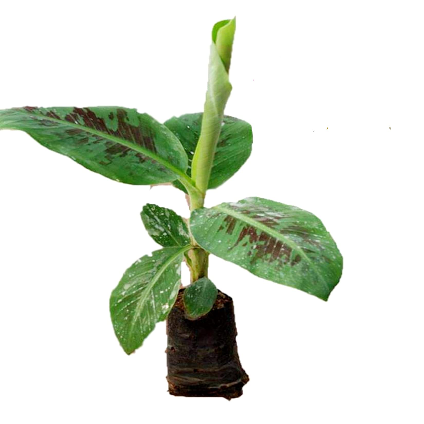 AGRO ALIVE Banana plant Grand nine G9 Banana live Fruit Plant in grow bag (B0B9KB1FBM) Amazon Price History, Amazon Price Tracker