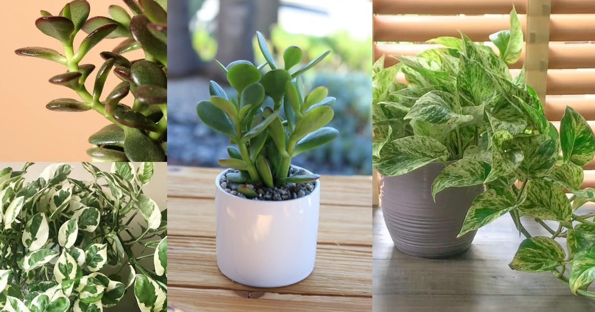 Indoor Air Purifying Plants Combo | Jade and Golden Pothos | Set of 2 | Home Decorative | Office Desk | Balcony | 2 Live Plant With Pot-image-36