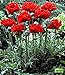 500 Samen Türkischer Mohn"Scarlet o'Hara", Papaver orientale, turkish poppy seeds