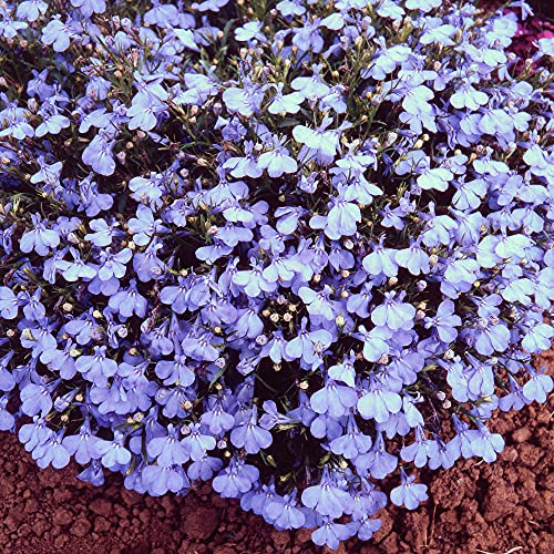 Lobelia Bush Cambridge Blue | Colourful Quality Flowering Bedding Plants 10 Pack