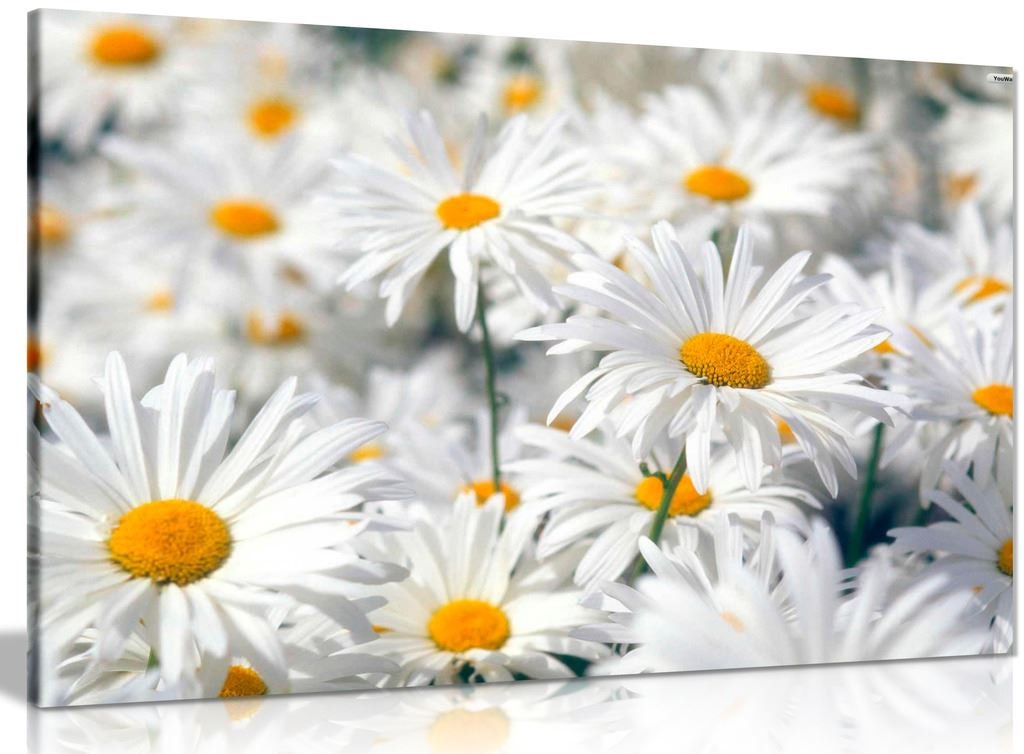 Panther Print Daisys Daisy Canvas Wall Art Picture Print (24X16in)