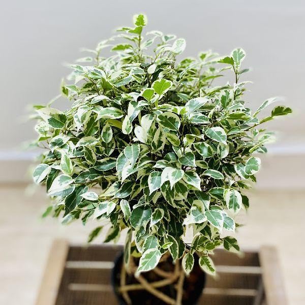 Amazon｜おしゃれ 観葉植物：フィカス ベンジャミン スターライト