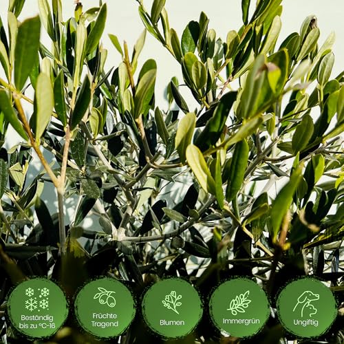 Kugelbaum Tropictrees Natürlicher Olivenbaum mit 160 cm Hochstamm