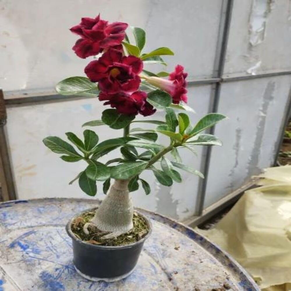 Cloud Farm Bonsai Air Layered Adenium/Desert Roses Live Flower Plant,1 Healthy Live Decorative Flowering Plant, 1Ft Height in Nursery Grow Bag for Home Garden CF_20566 (B0C8CVQRW8) Amazon Price History, Amazon Price Tracker
