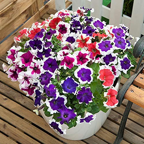 Zabbus Seeds Petunia Mixed Colour Flower Seeds Hybrid F1 Seeds for Home Garden All Season (50 Seed) (B0BH224D82) Amazon Price History, Amazon Price Tracker