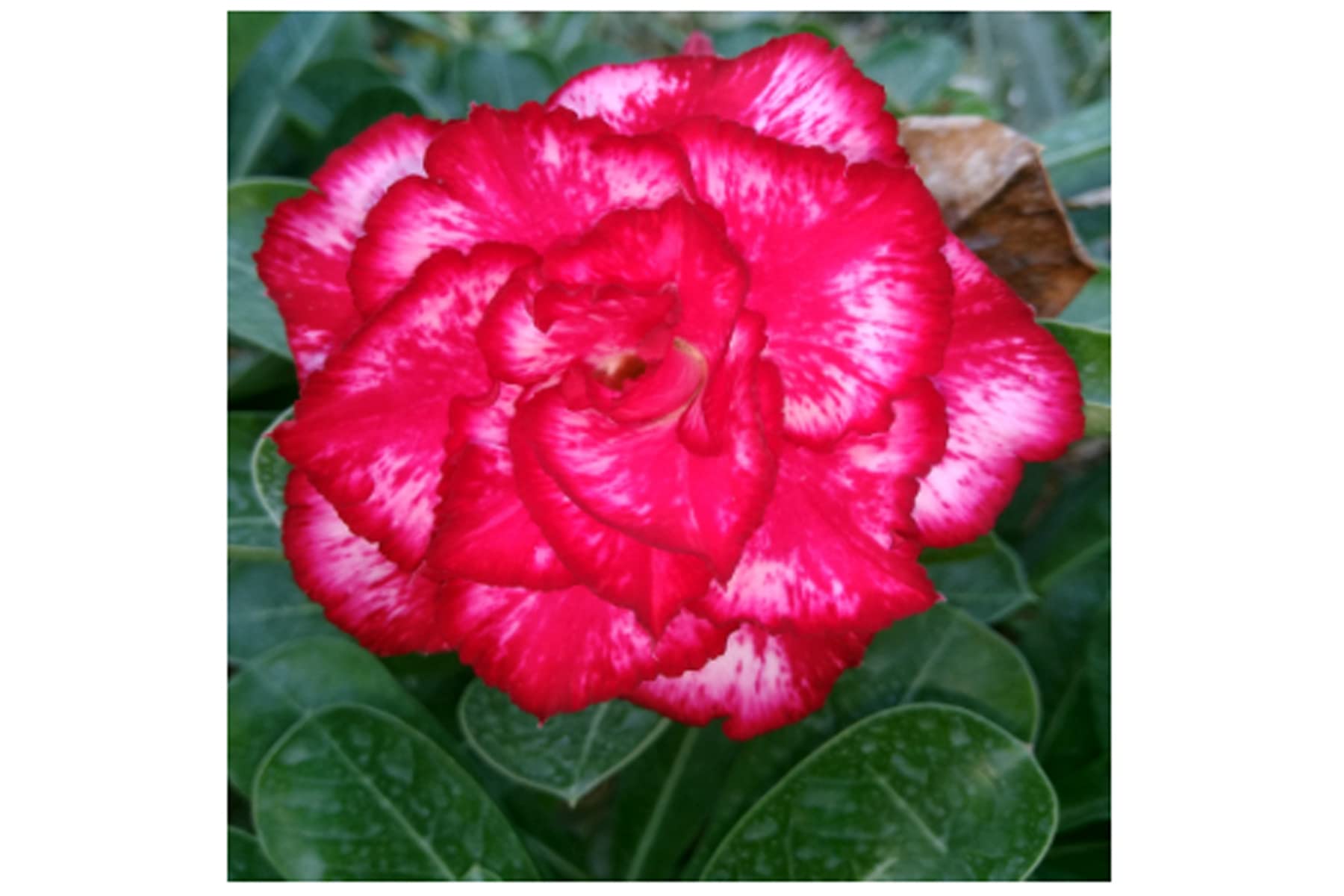 Adenium Plant Live With Pot Bosnai Grafted Multi Petal Desert Rose (R191)
