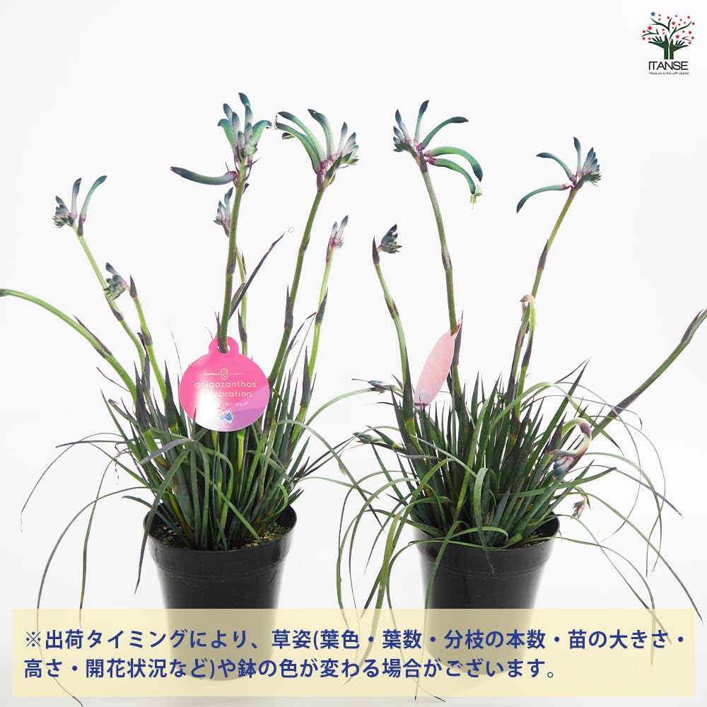 売り尽くし特価　カンガルーポー　セレブ　マスカレード含む　5号　3種3鉢セット 売り尽くし特価 カンガルーポー セレブ マスカレード含む 5号 3種3鉢