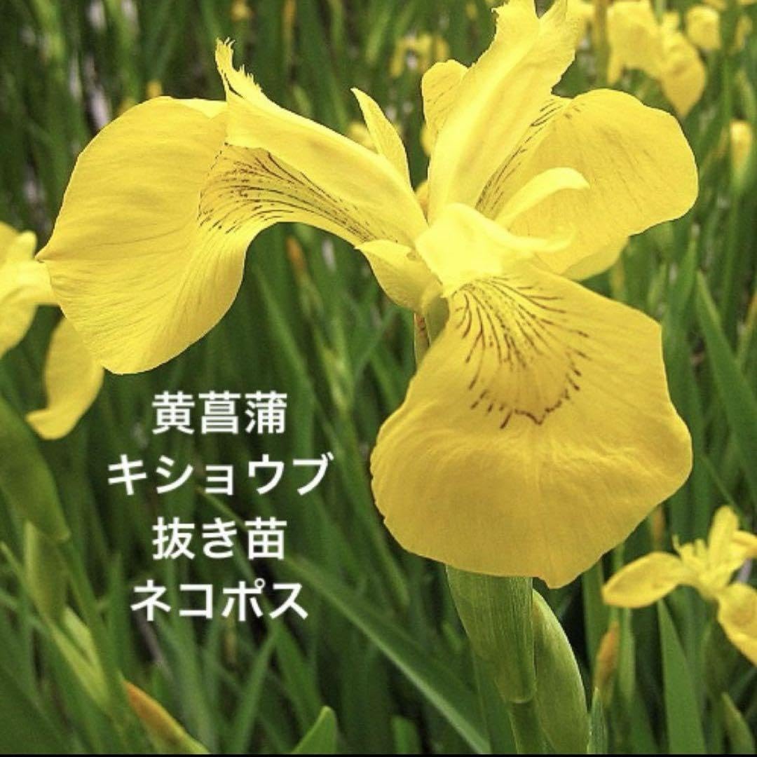 Amazon.co.jp: 黄菖蒲 キショウブ 新芽多数あり 抜き苗 5株 ネコポス