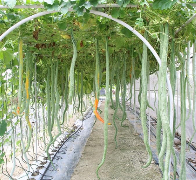 ActrovaX Snake Gourd White Long Seeds For Planting-image-1