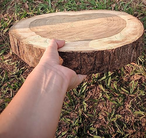 Kit 3 Bolachas em madeira Rustica Tora Decoração enfeite 20cm