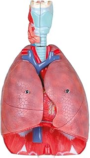 Wellden Medical Anatomical Larynx, Heart and Lung Model, 7-Part, Life Size, 3D, Educational Model