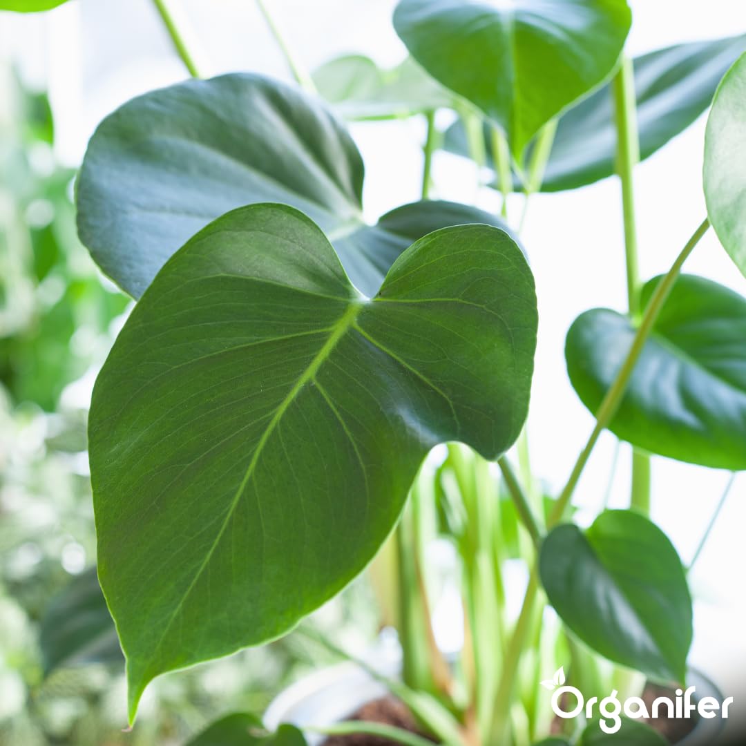 Philodendron Uniwersalny Nawóz Organiczny - 5x1L - NPK 2-1-8 | Zdrowe Liście - Silne Korzenie I Wysoka Plonność - Organifer