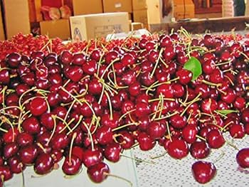 送料無料！さくらんぼサミット500✖️2パック Amazon.co.jp: 北海道産さくらんぼ サミット（2L・500g）×2