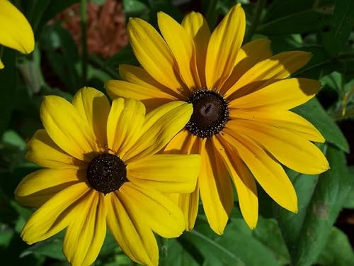 500 semillas de flores de Susan Rudbeckia Triloba de ojos marrones