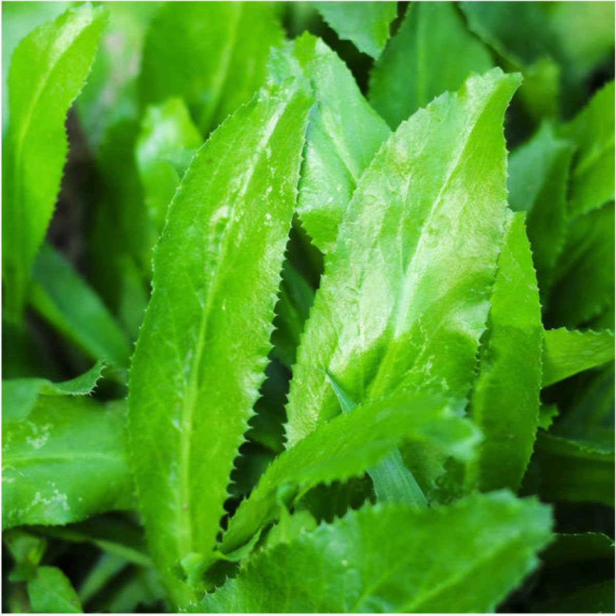 Culantro 