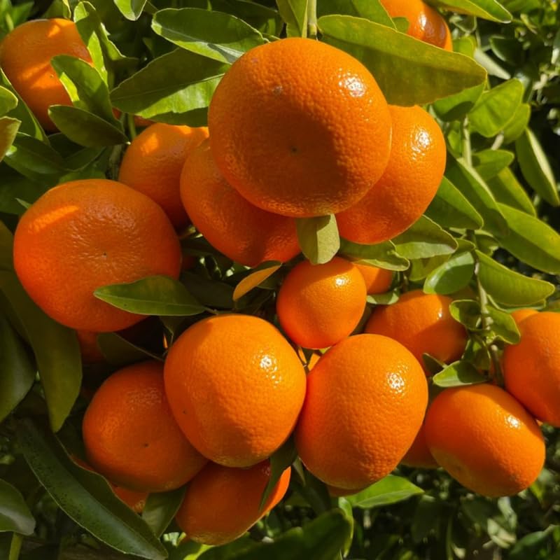 Mandarin Tree, Ponkan Mandarin Tree, Fruit Tree 2 Feet Tall Including Pot Size