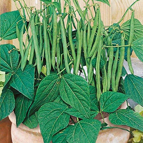 Image of LIVE GREEN French Beans Organic F1 Hybrid Seeds (LG-SSED120)