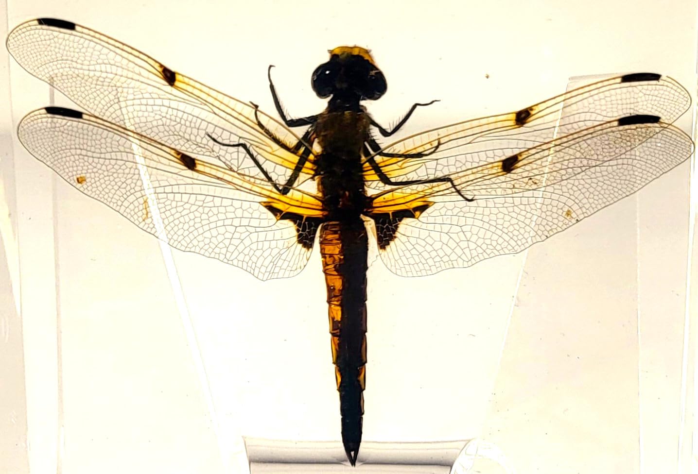 2.9" Real Dragonfly in Crystal Clear Lucite Resin Crafts Specimen Preserved Insect Bug Taxidermy Collection for Biology Science Education & Desk Ornament Display