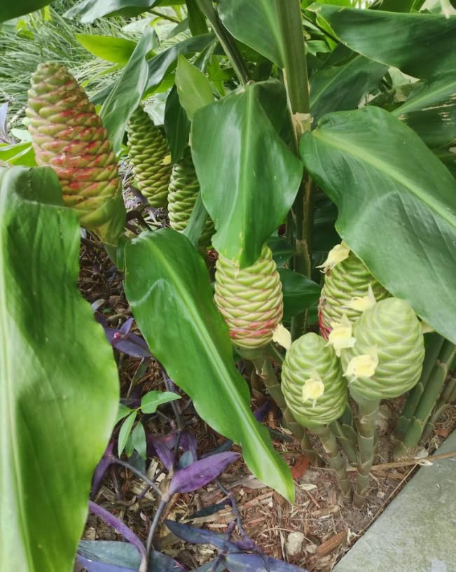 Pack of 10 Ginger Shampoo Rhizomes Hawaiian Shampoo Ginger Awapuhi Zingiber Zerumbet Tubers Red Lily Gingers Bulbs