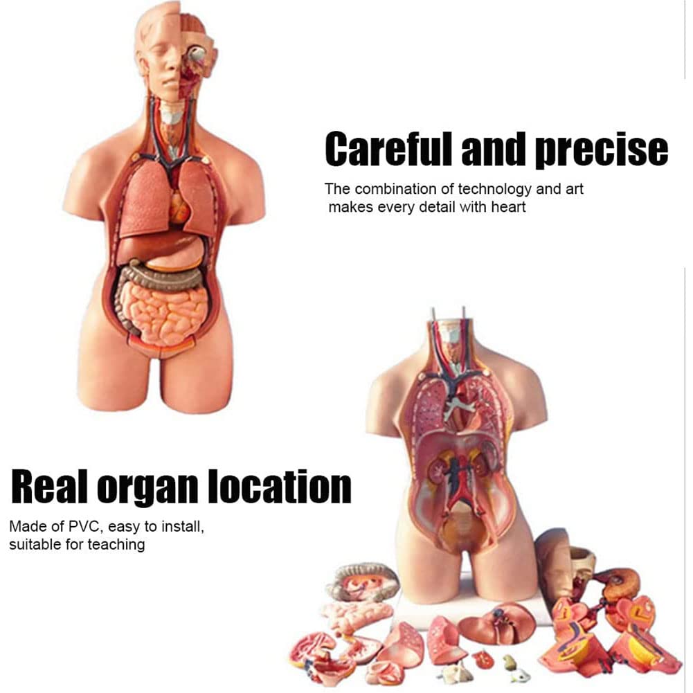 Modelo anatomía del Torso Humano, 19 Partes, Modelo anatómico del Torso, Modelo del Cuerpo Humano 55 cm, corazón y órganos extraíbles, Base exhibición y Manual del Producto incluidos para aprendiza