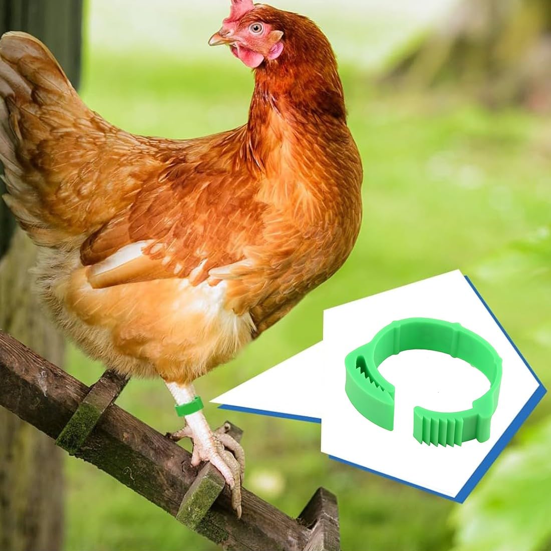JEYORZY 60 Piezas Anillas para Gallinas, Anillos de Marcado para Pollos, Gansos, Patos