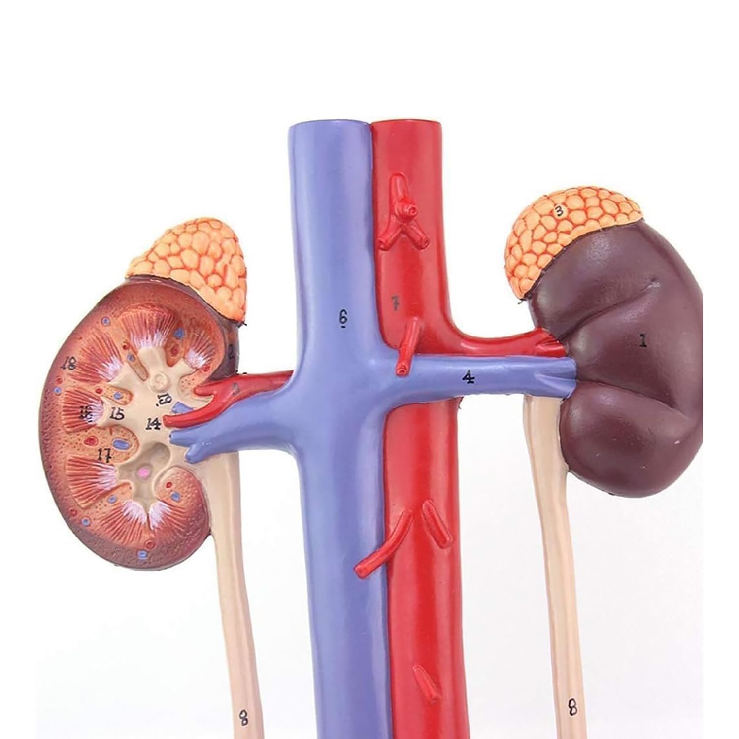 Model moczu człowieka, szczegółowa anatomia pęcherza moczowego nerki do edukacji medycznej i treningu urologicznego, narzędzie edukacyjne, pomoc w nauce anatomicznej