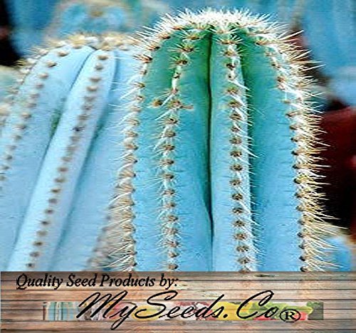 Amazon.com : Big Pack - (200) Pilosocereus Blue Rare Cactus Mix