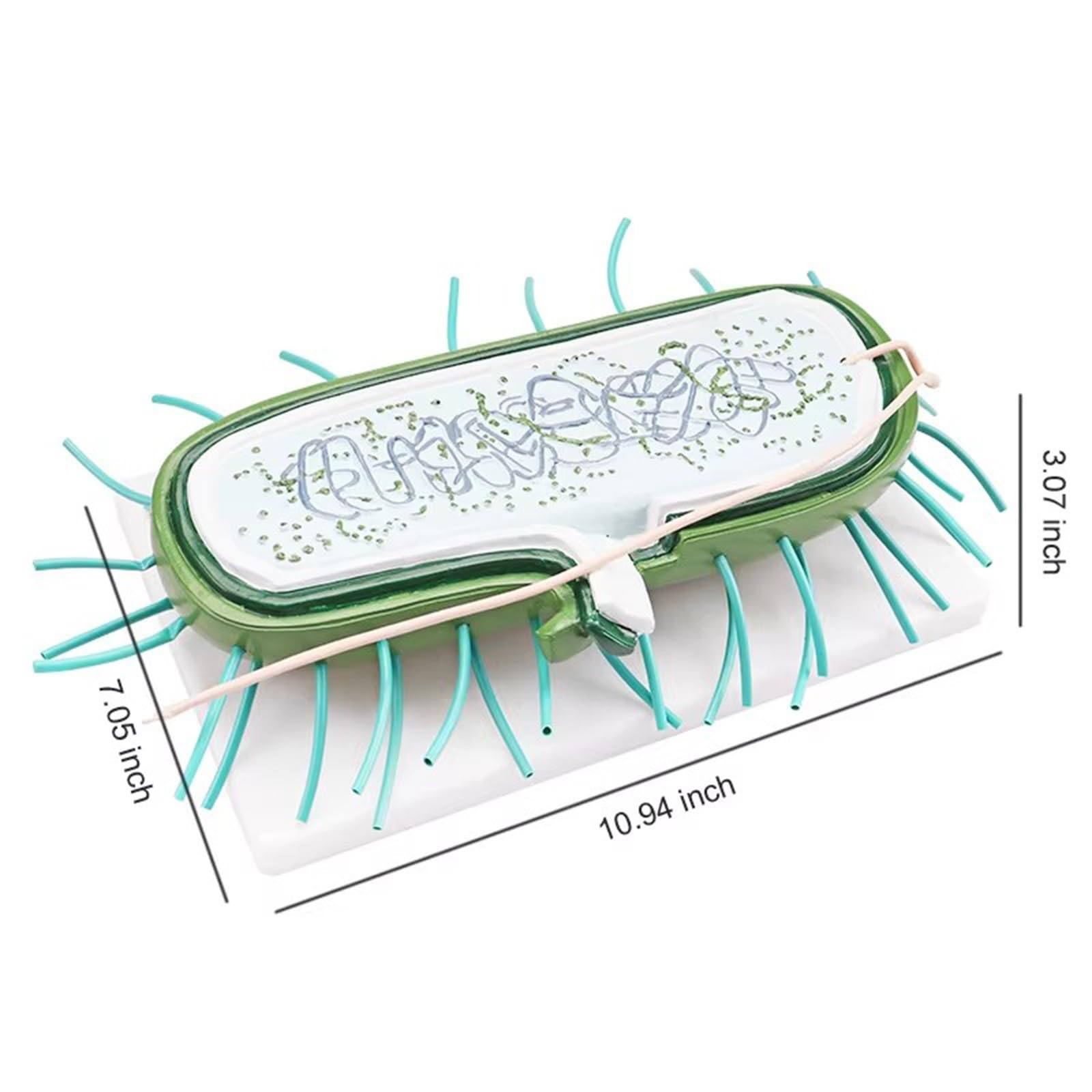 Bakterienmodelle Modelle for den Biologieunterricht, Laborbakterienmodell, Lehr- und Forschungsbedarf, Ausstellungsmodell for den Biologieunterricht in der Schule