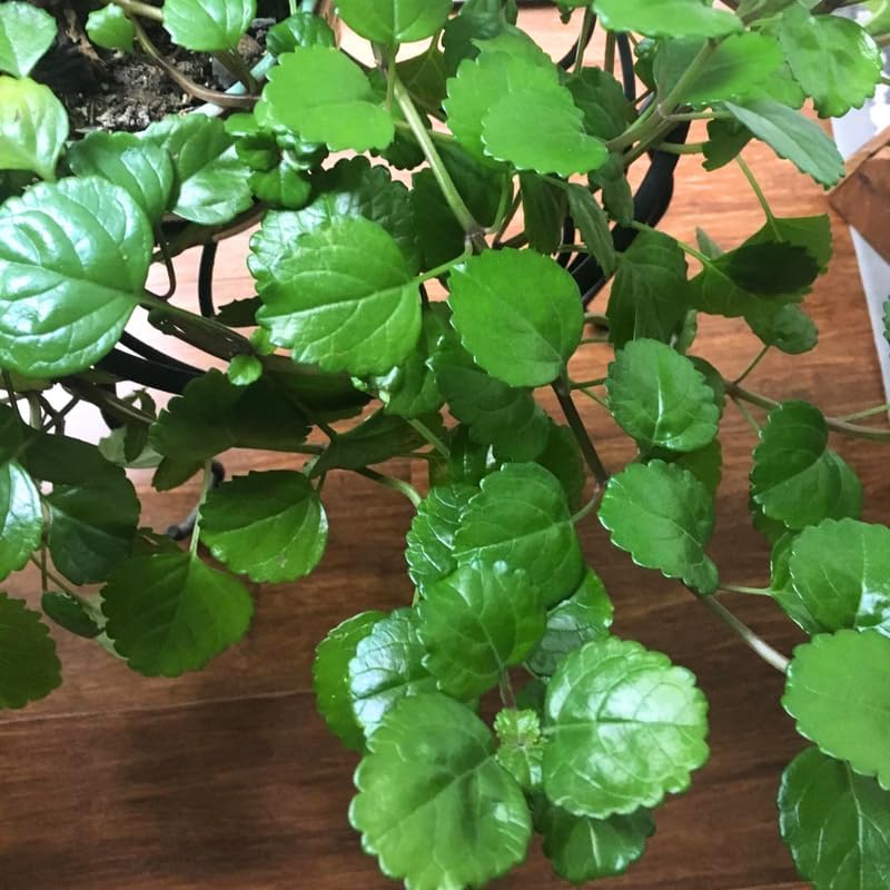 Set 4 Plectranthus Swedish Ivy Plants Live Houseplant, in 4 Inch Pot, Swedish Ivy Live Plants, 4 to 6 Inch Tall, Swedish Ivy Vine (Green Swedish Ivy)