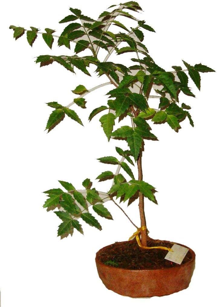 Live Neem Bonsai Outdoor Plant With Pot