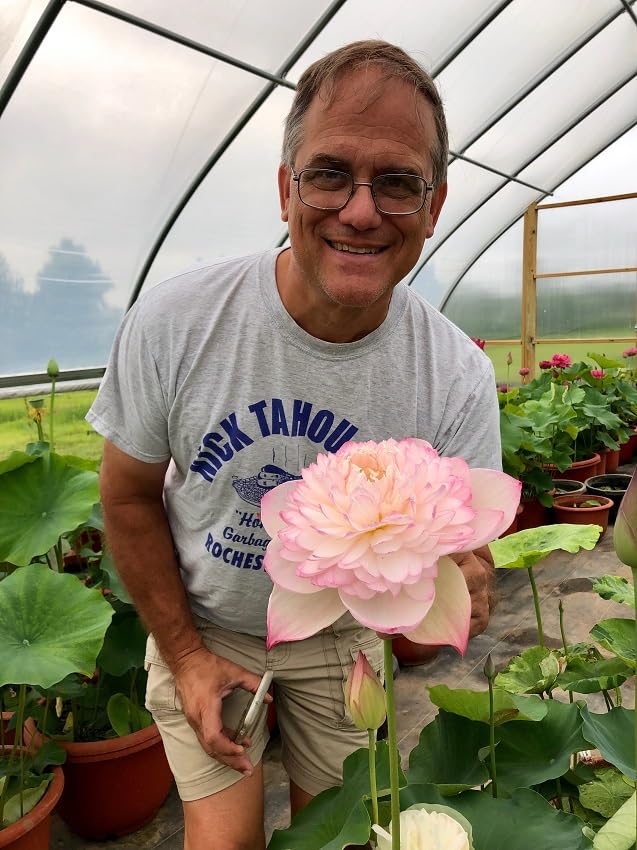 BeGrin Pink Lotus Flower Live Plant Tuber Bulb Nelumbo nucifera Outdoor Indoor Without Pot Large Size Flower Blooming Within 30 Days Teratai Nelumbonaceae Code=SuperLotusJuwuba (B0D24G1QXL) Amazon Price History, Amazon Price Tracker