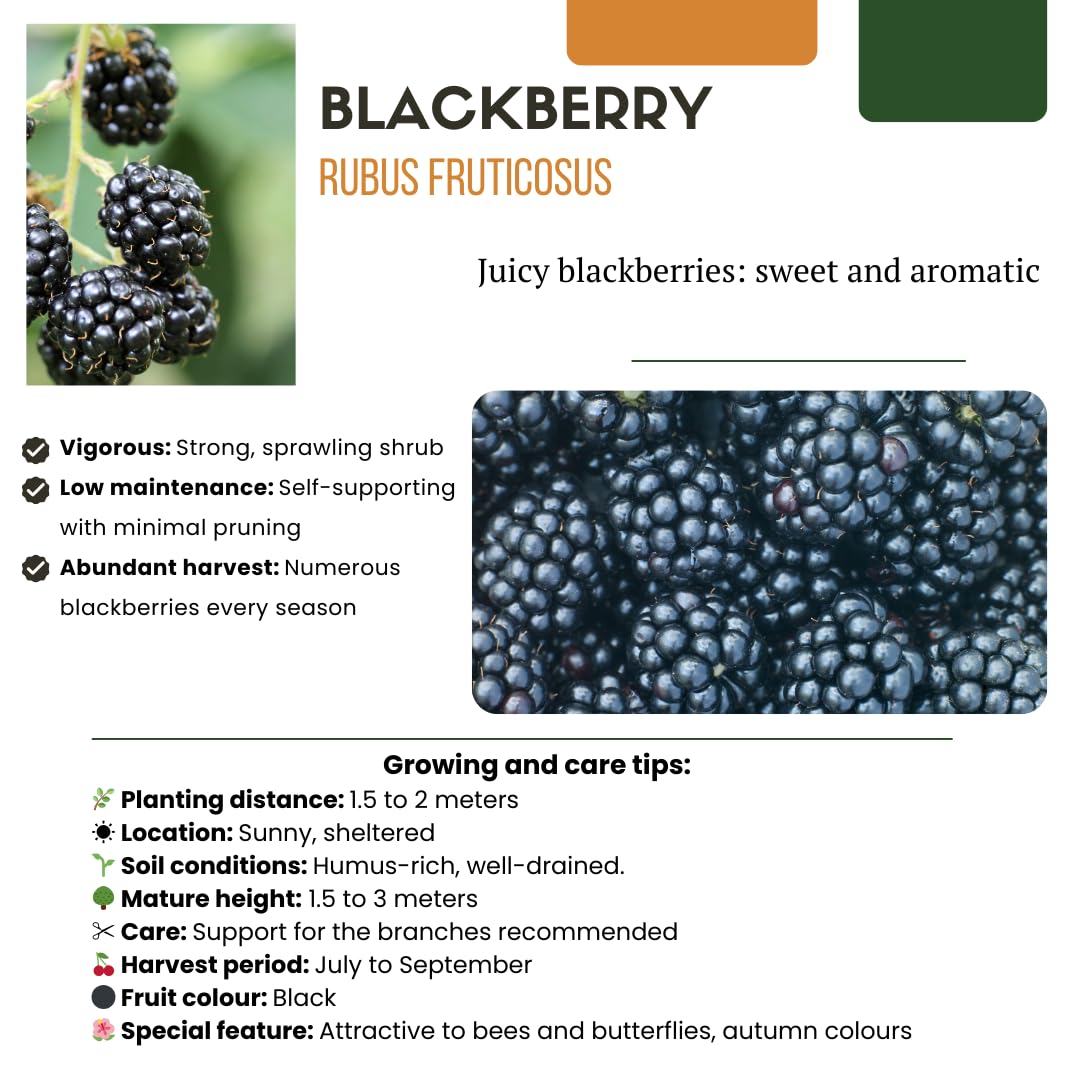 Conjunto de 4 variedades de plantas frutales - Rubus idaeus - Ribes rubrum - Vaccinium corymbosum - Rubus fruticosus - 20cm - Ø13cm - Planta de jardín - Verduras y frutas