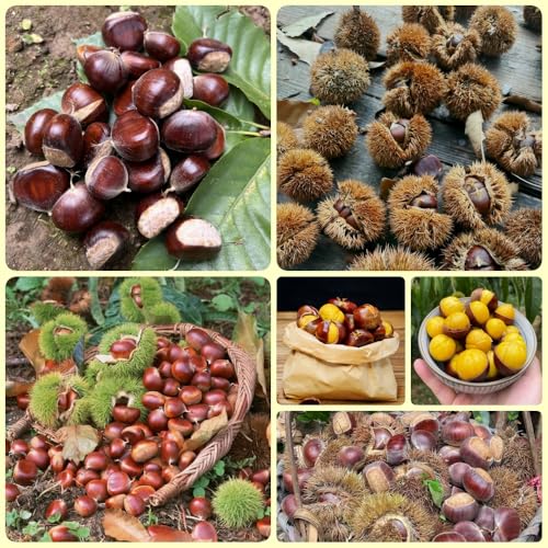 semillas de castaño, organicas semillas de interior exóticas de balcón 30pcs