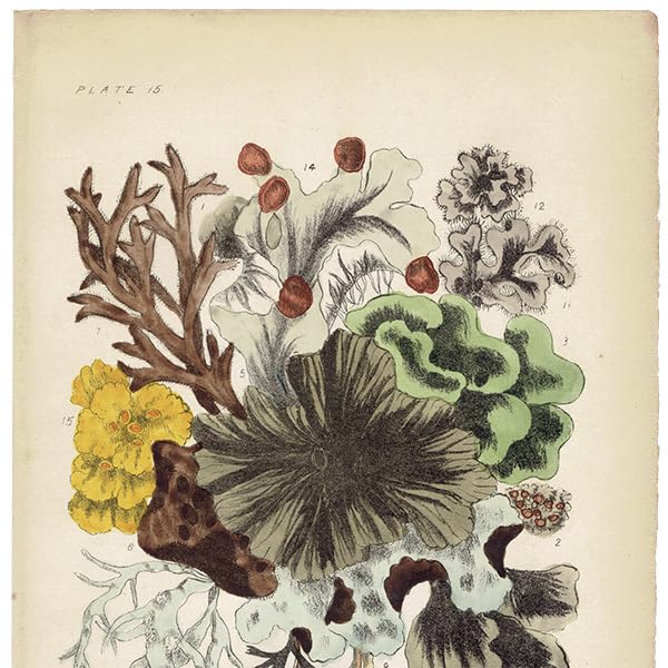 アンティーク　ボタニカルアート　イギリス Amazon.co.jp: イギリス アンティーク ボタニカルアート 植物画 地衣類