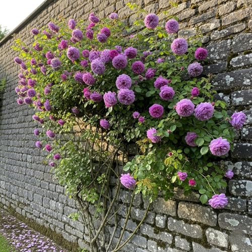 Image of Climbing Rose Hybrid Seeds Pack - Large Flowers- 70 Easy-to-Grow Seeds for Vibrant Blooms, Suitable for All Indian Climates (VOILET)